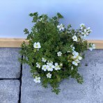 Nátržník krovitý (Potentilla fruticosa) ´MC KAY´S WHITE´ - výška 20-30 cm, Ø 30-40 cm, kont. C2L